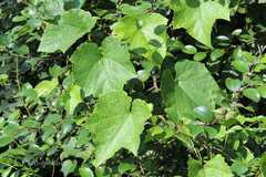 Cissus repanda